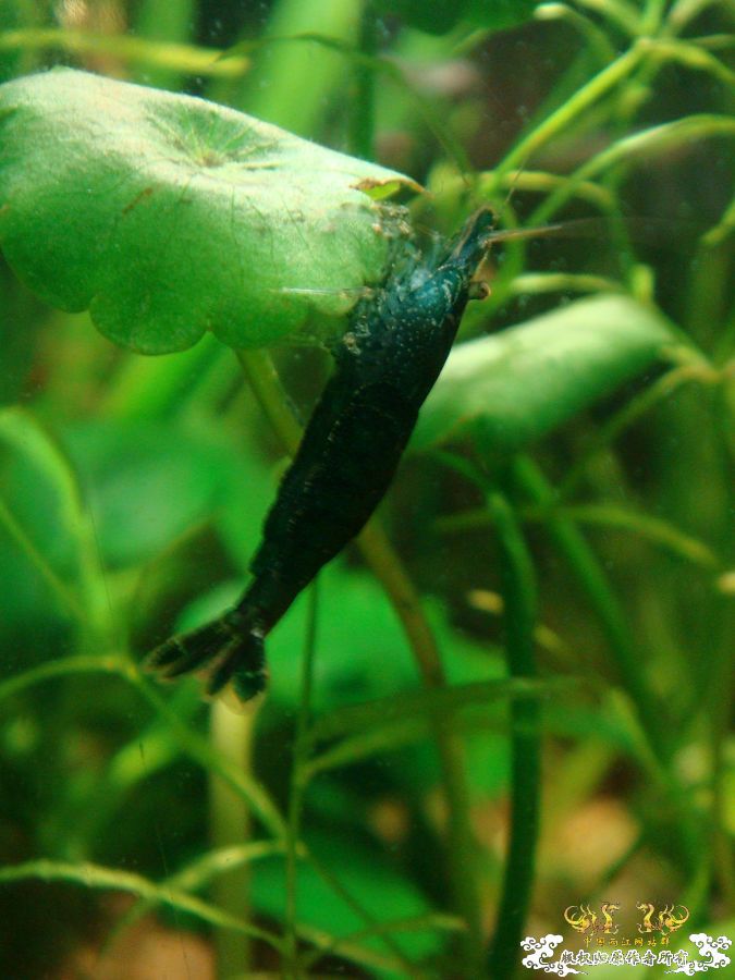 cRV8GoLN.jpg cRV8GoLN.jpg