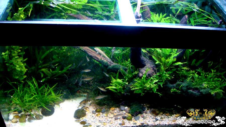 试养的一条棒花 [12P]