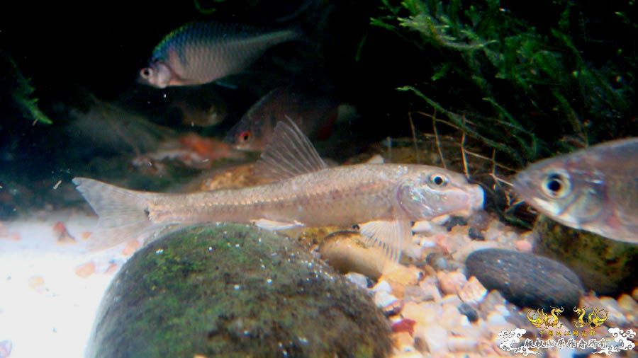 试养的一条棒花 [12P]