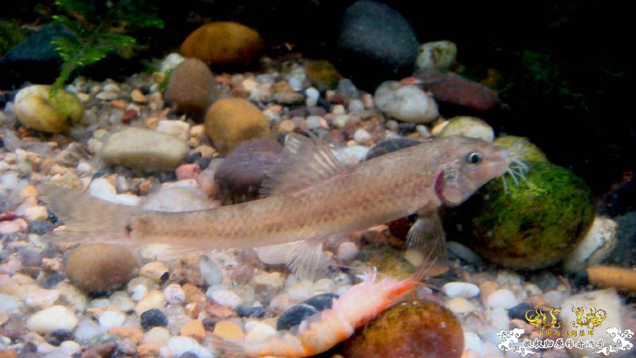 试养的一条棒花 [12P]