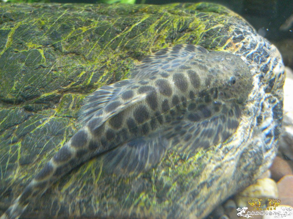 地产吸鳅
