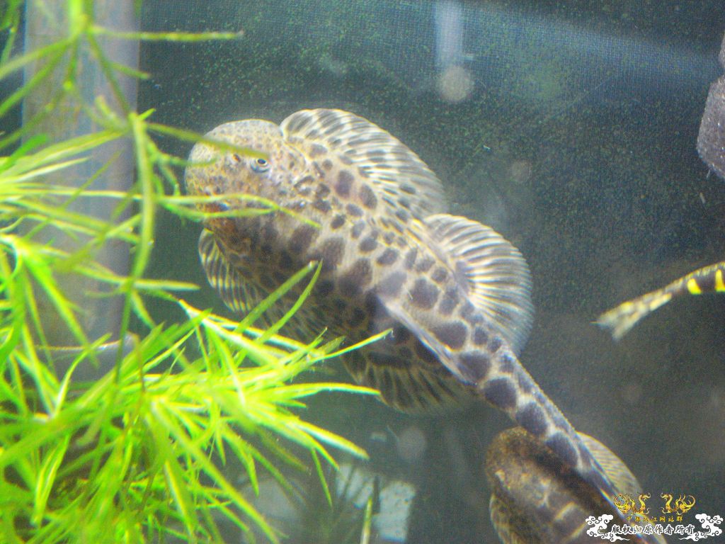 地产吸鳅