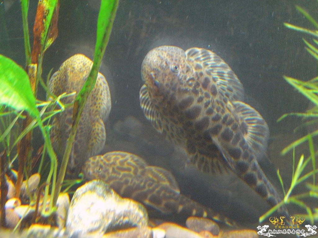 地产吸鳅