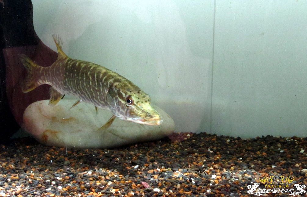 过的还不错的狗