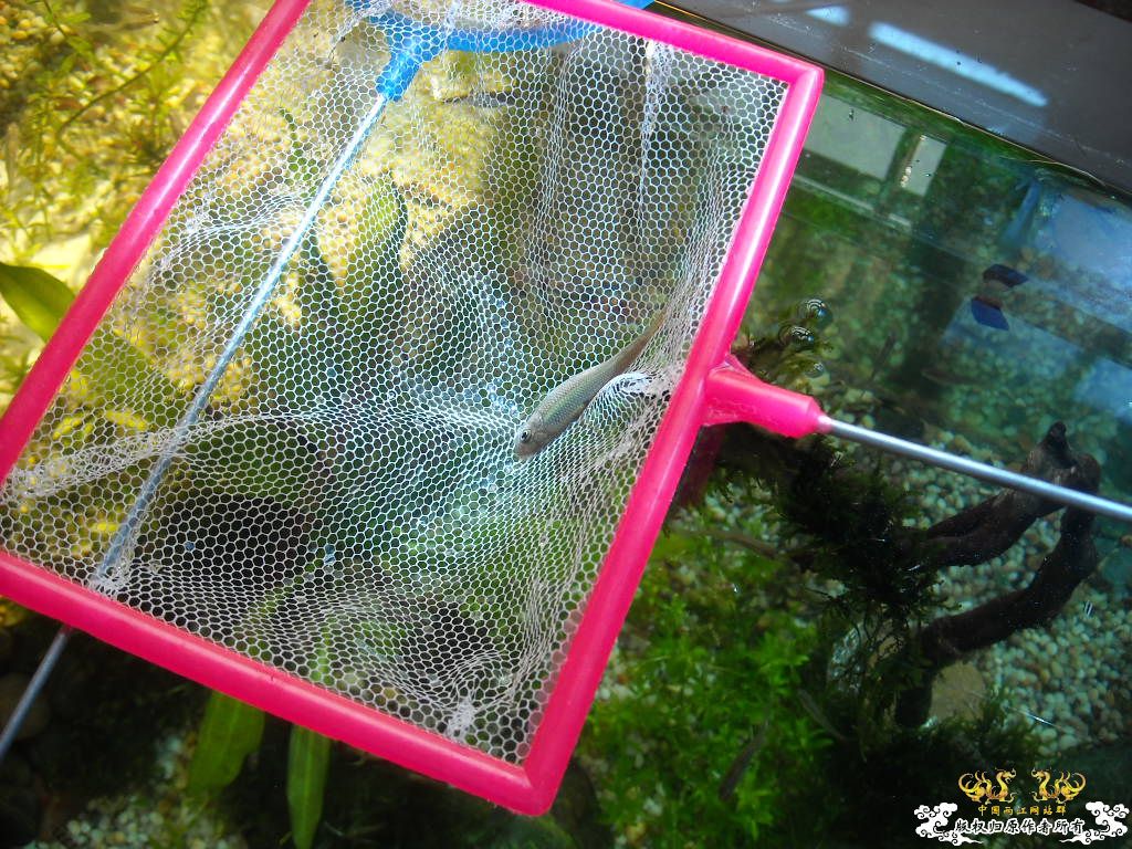 [求助]各位大大，帮忙认个鱼````这次拍的清析点了