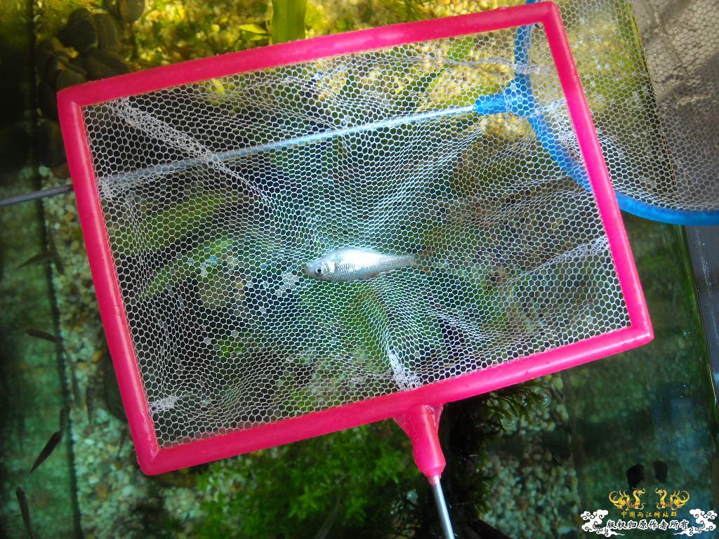 [求助]各位大大，帮忙认个鱼````这次拍的清析点了