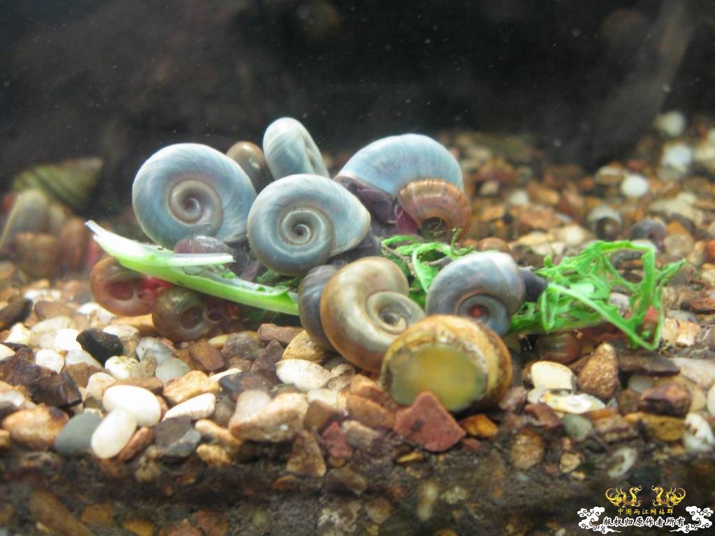 低成本制作的原生缸使用大半年心得...