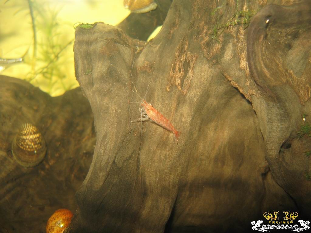 低成本制作的原生缸使用大半年心得...