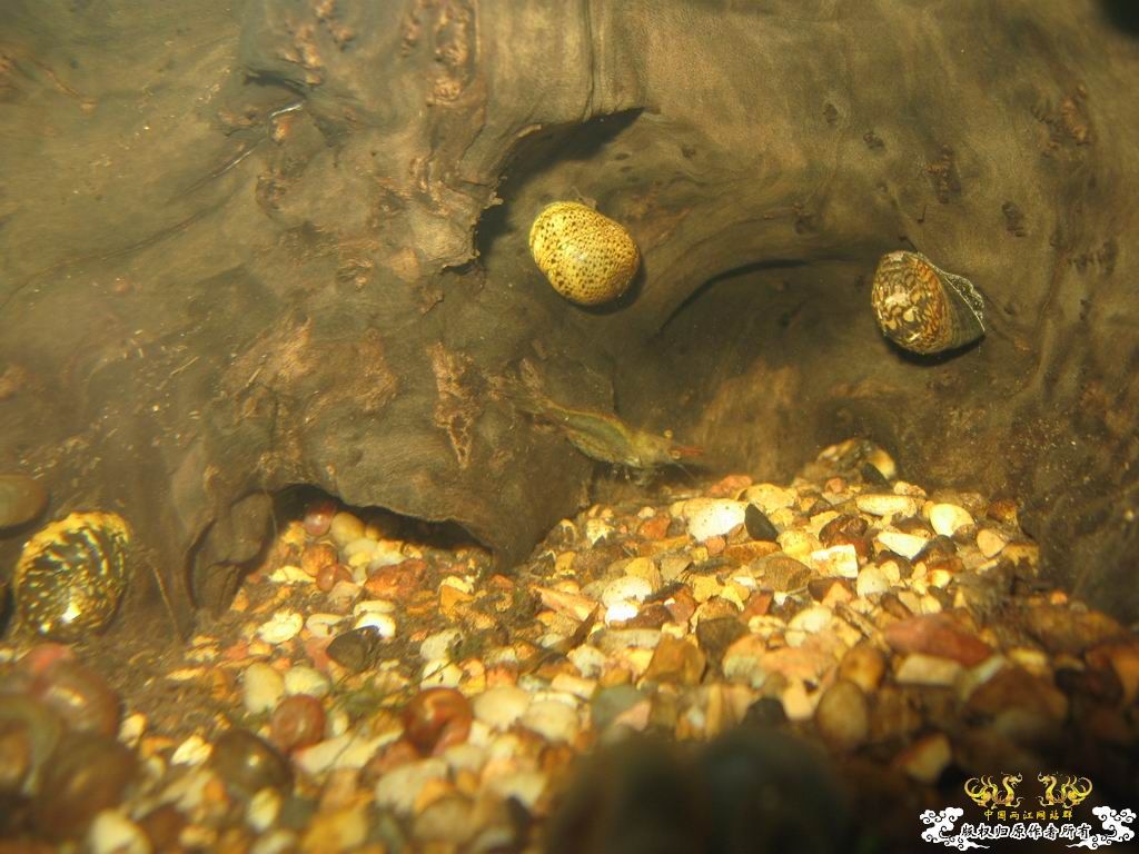 低成本制作的原生缸使用大半年心得...