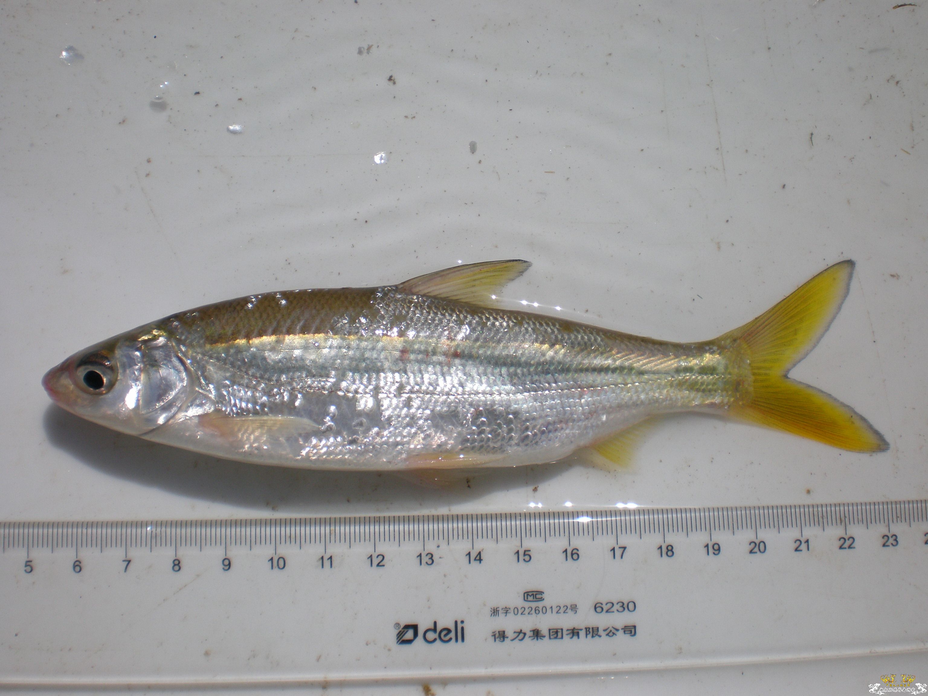 请帮忙鉴定是啥鱼