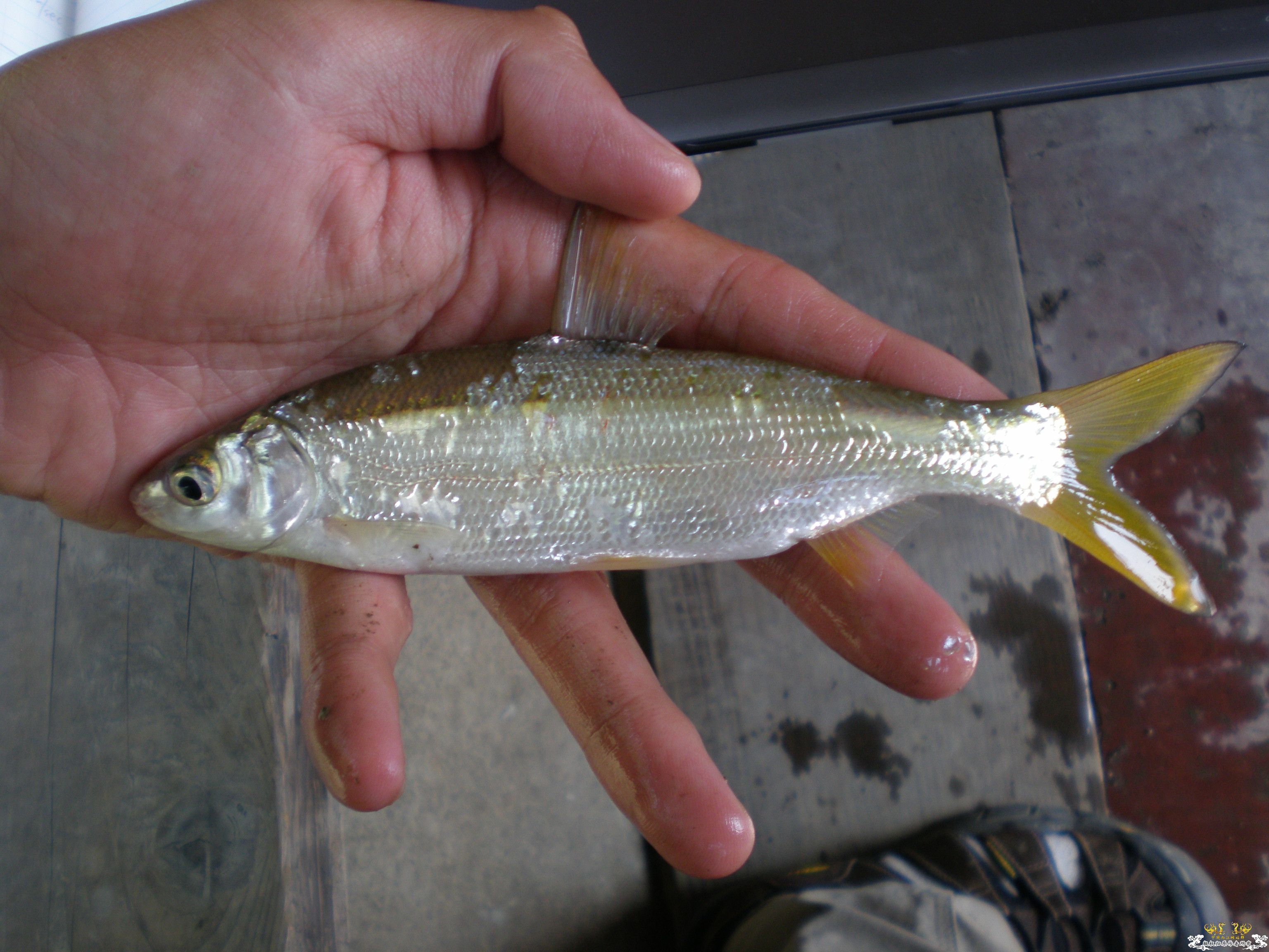 请帮忙鉴定是啥鱼