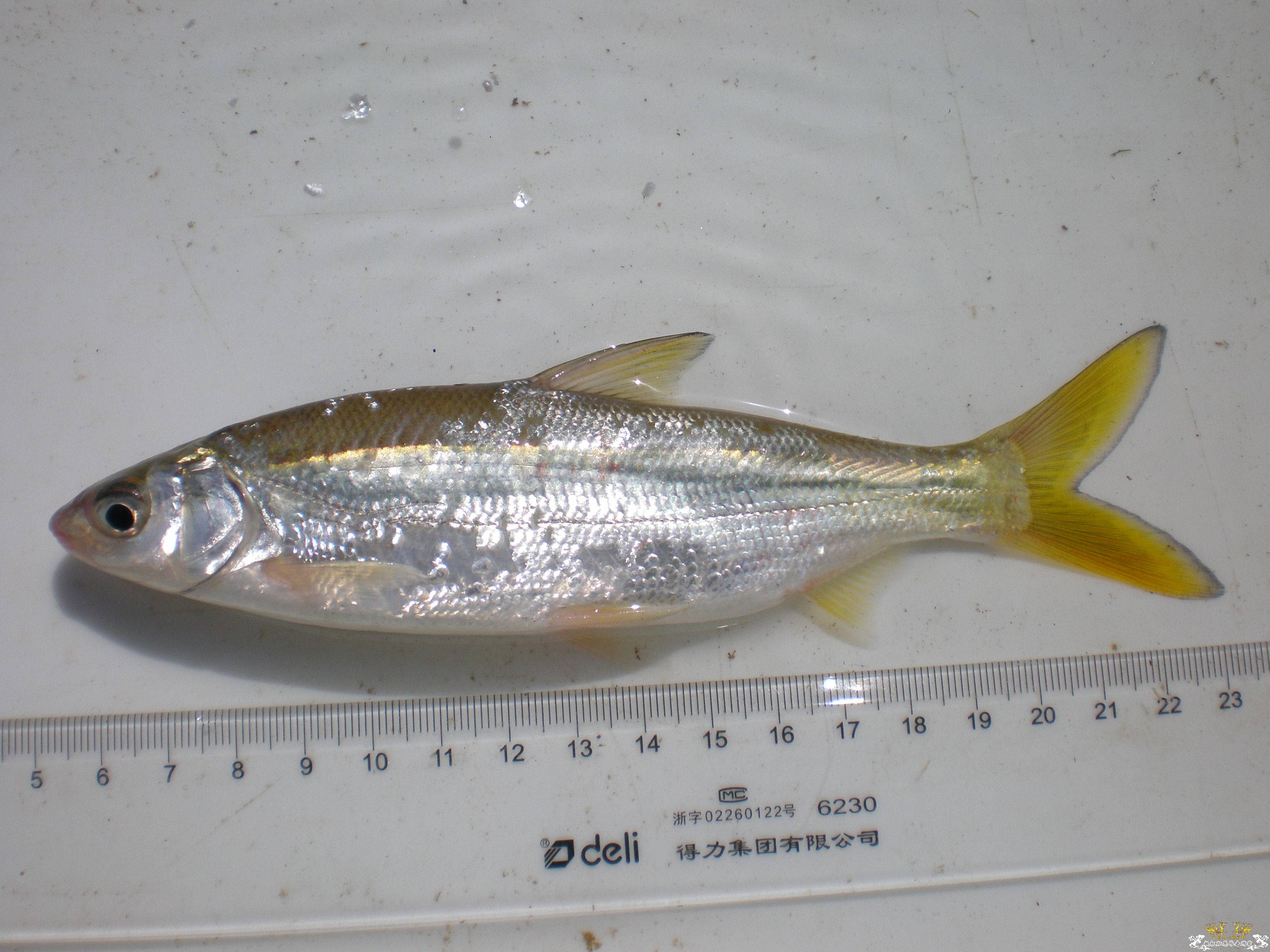 请帮忙鉴定是啥鱼