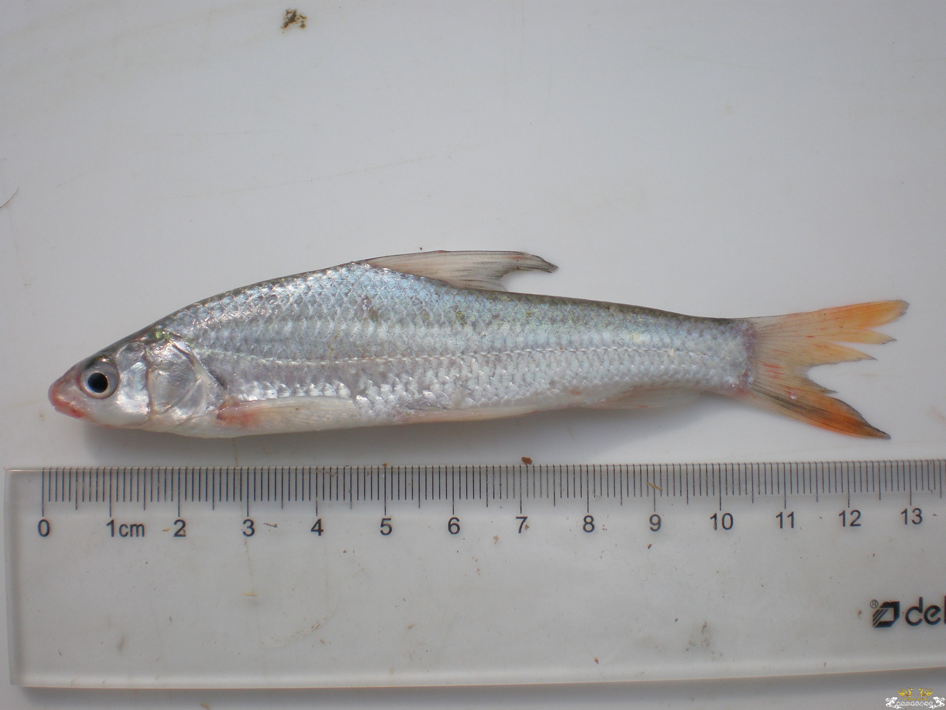 这两条鱼是否是同一种？