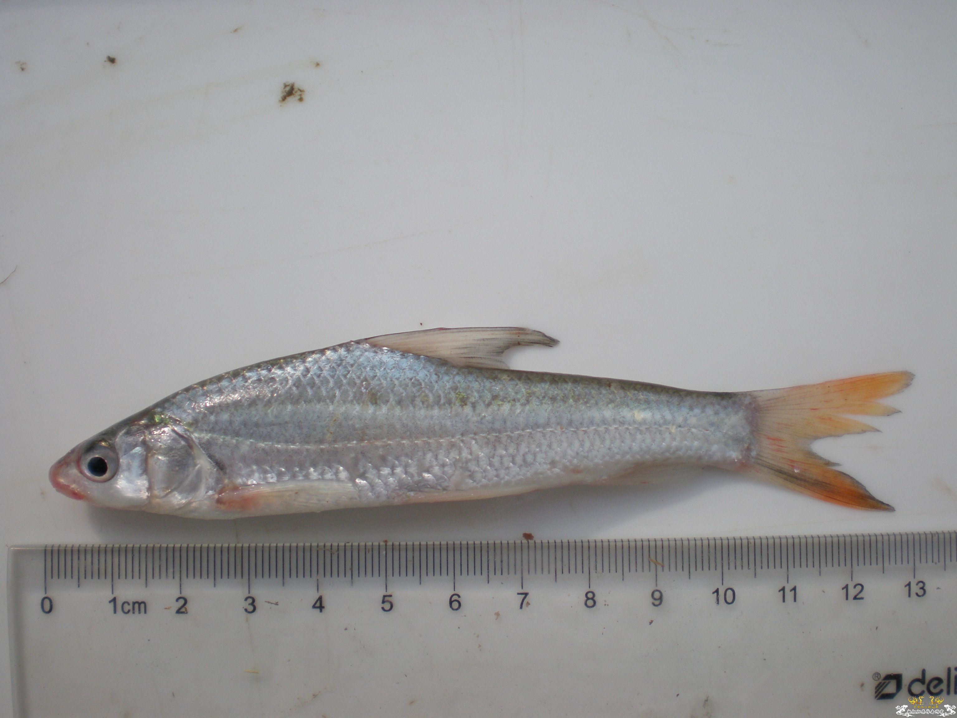 这两条鱼是否是同一种？