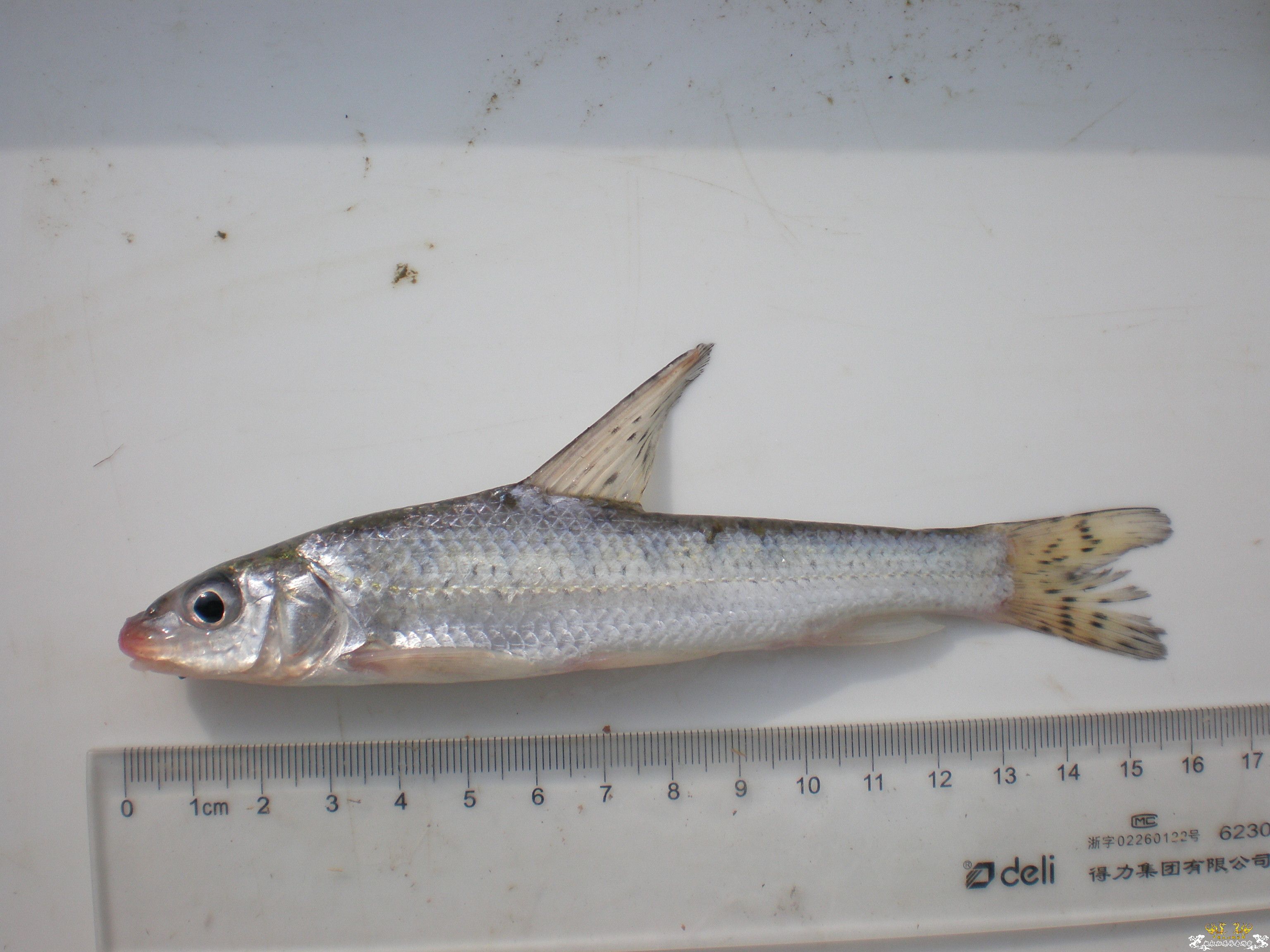 这两条鱼是否是同一种？