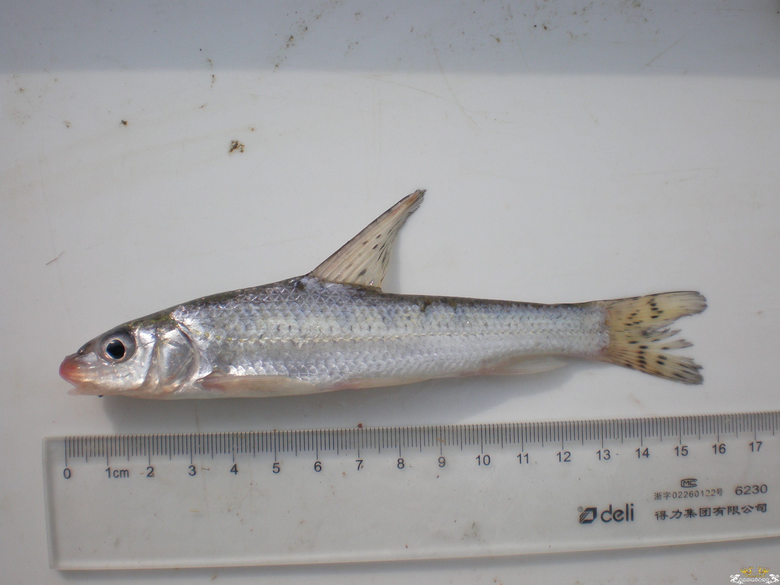 这两条鱼是否是同一种？