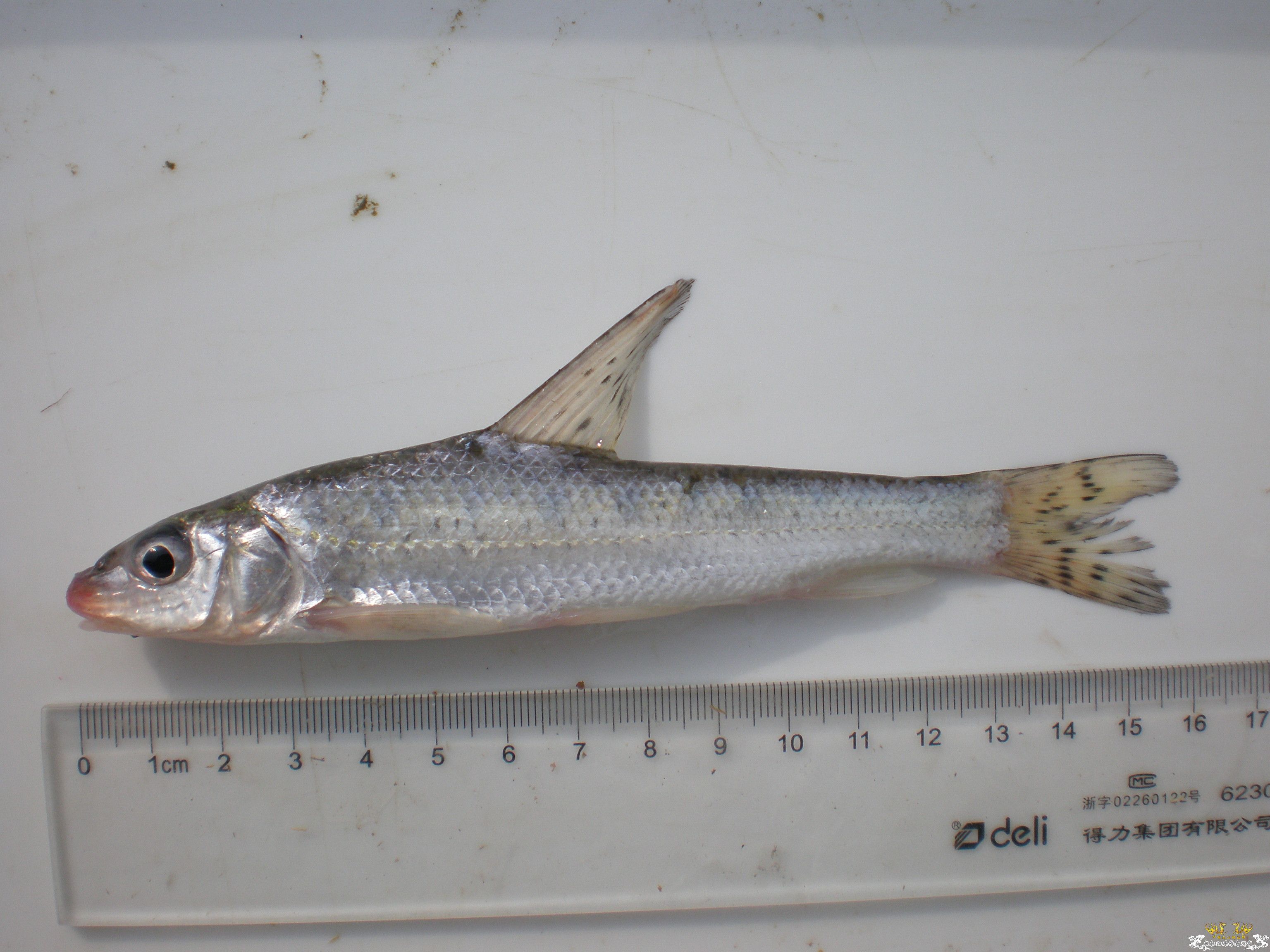 这两条鱼是否是同一种？