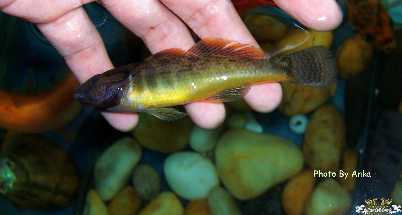 鲈形目,塘鳢科?