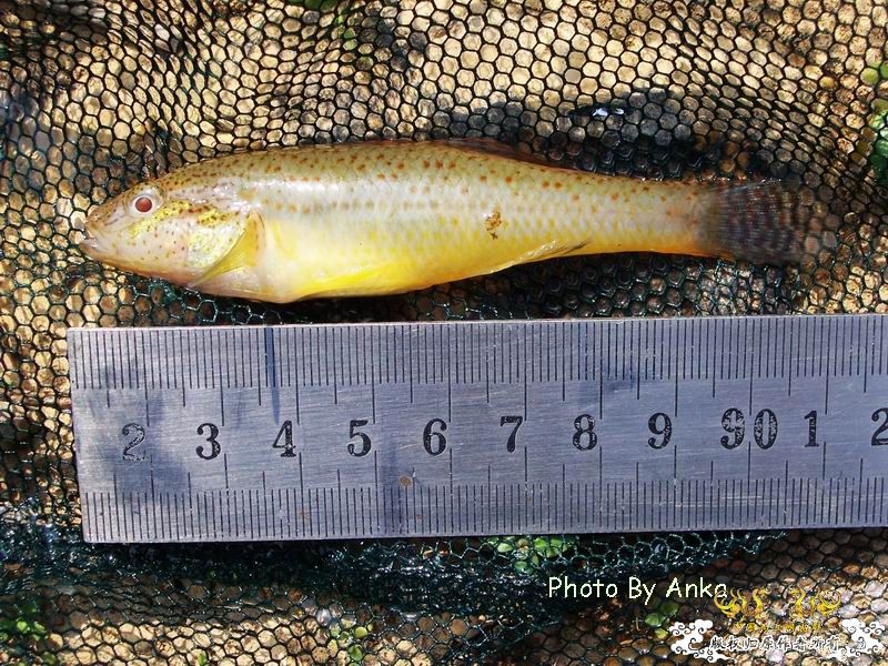 鲈形目,塘鳢科?