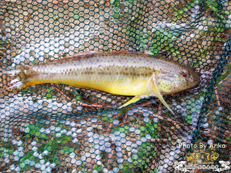 鲈形目,塘鳢科?