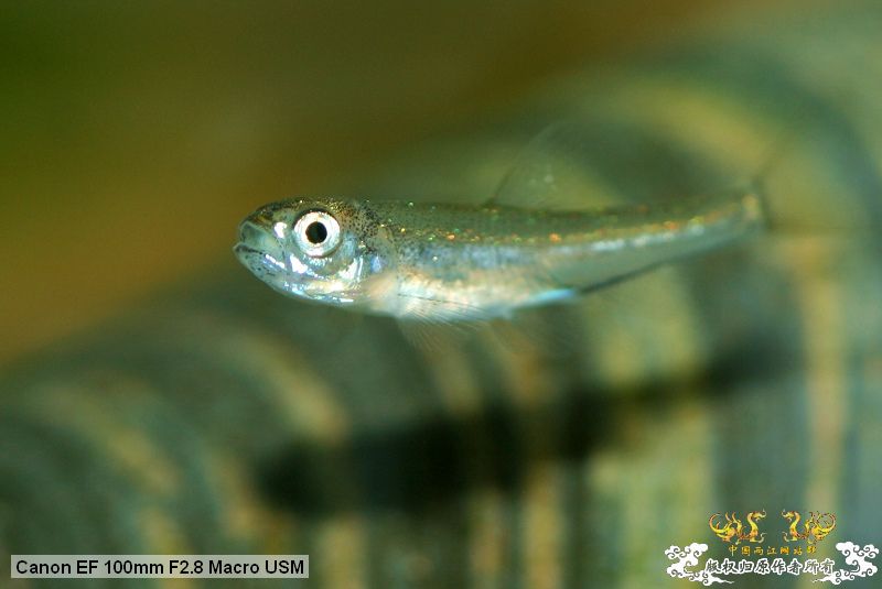 [贴图][原创]"鱼乐圈" in chongqing