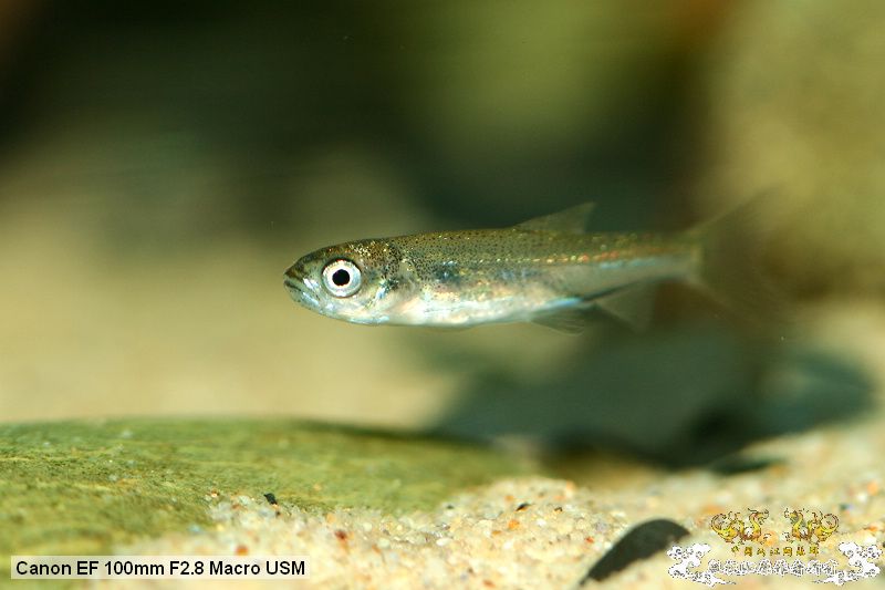 [贴图][原创]"鱼乐圈" in chongqing