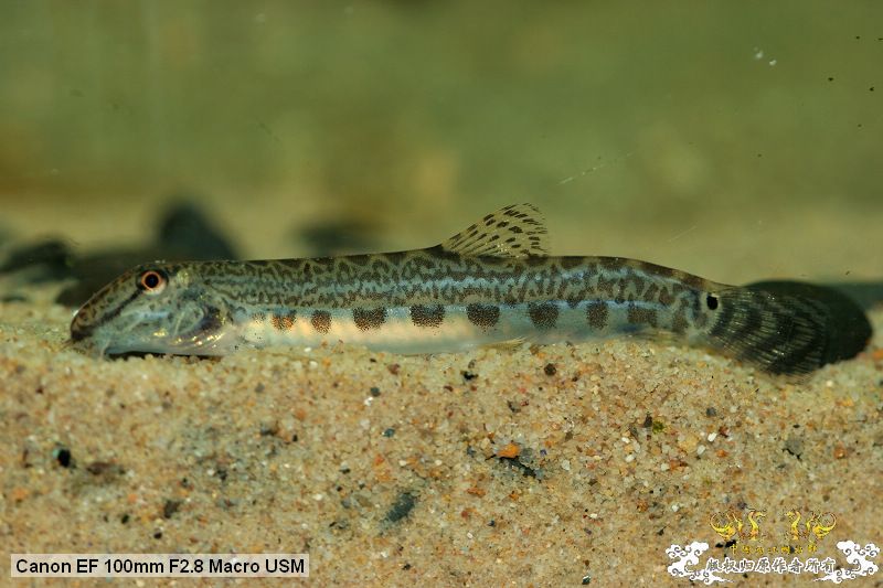 [贴图][原创]"鱼乐圈" in chongqing