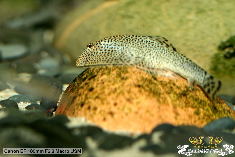 [贴图][原创]"鱼乐圈" in chongqing