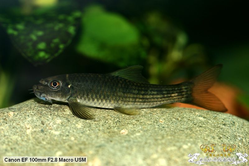 [贴图][原创]"鱼乐圈" in chongqing