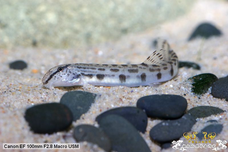 [贴图][原创]"鱼乐圈" in chongqing