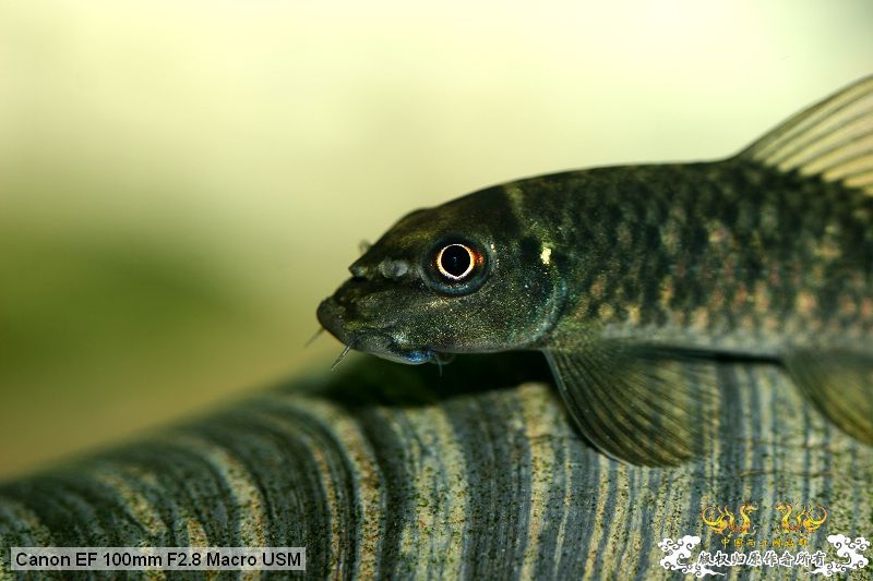 [贴图][原创]"鱼乐圈" in chongqing