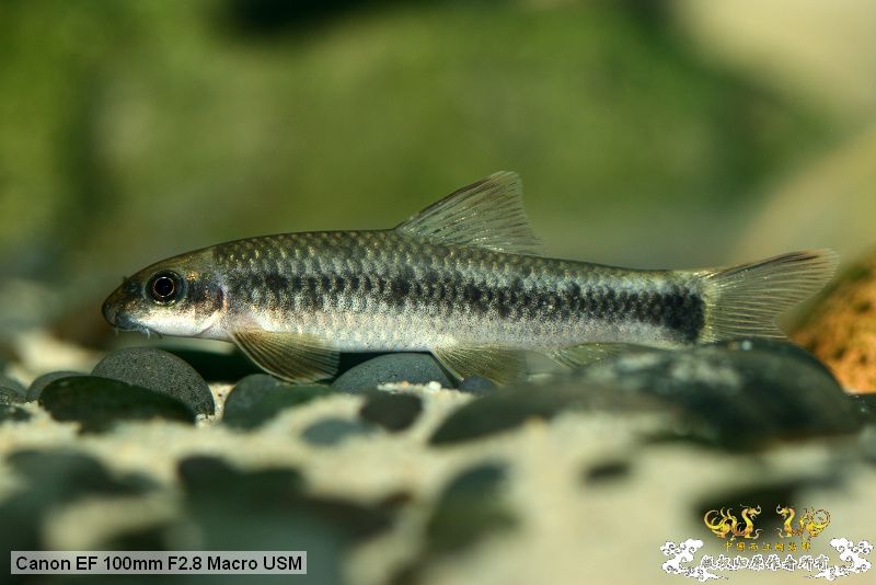 [贴图][原创]"鱼乐圈" in chongqing