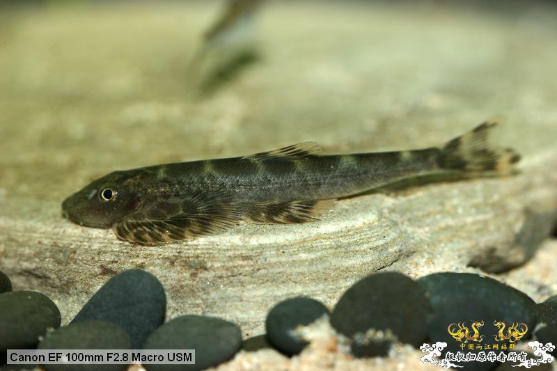 [贴图][原创]"鱼乐圈" in chongqing