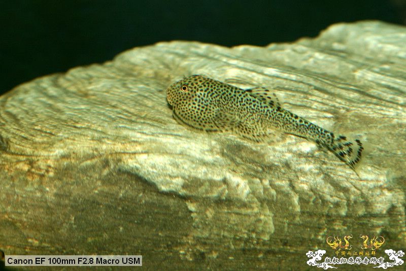 [贴图][原创]"鱼乐圈" in chongqing