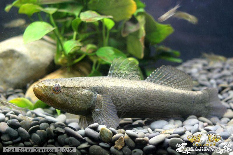 [贴图][原创]"鱼乐圈" in chongqing