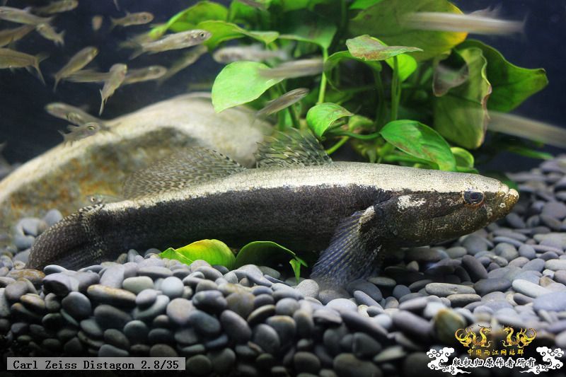 [贴图][原创]"鱼乐圈" in chongqing