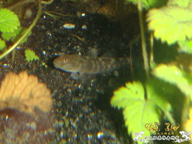 浙江宁波四明山区...小溪里抓的虾虎叫什么?