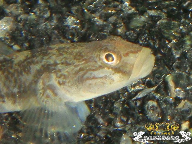 浙江宁波四明山区...小溪里抓的虾虎叫什么?