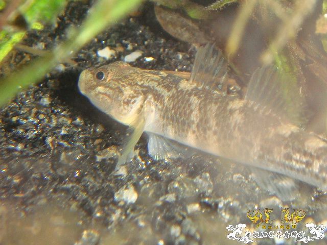 浙江宁波四明山区...小溪里抓的虾虎叫什么?