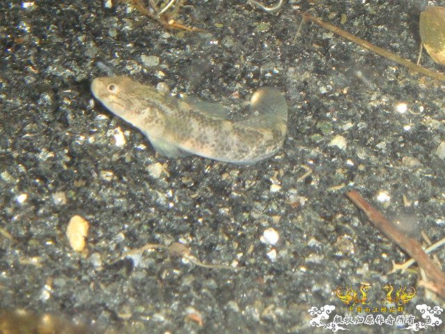 浙江宁波四明山区...小溪里抓的虾虎叫什么?