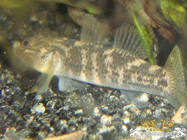 浙江宁波四明山区...小溪里抓的虾虎叫什么?