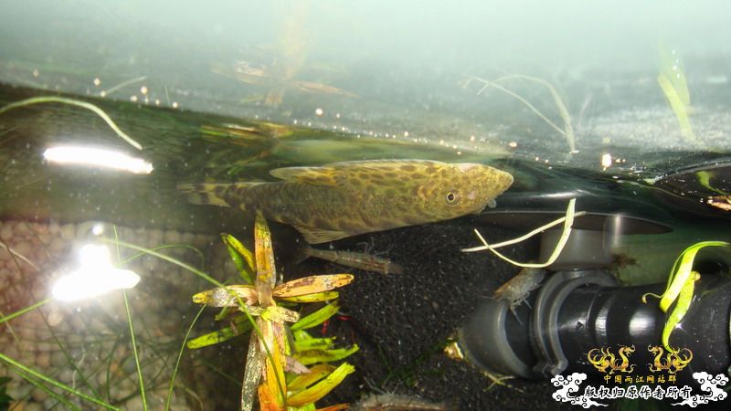 米虾 水族世界技艺高超的外科医生(3日后已经全愈 图更新)