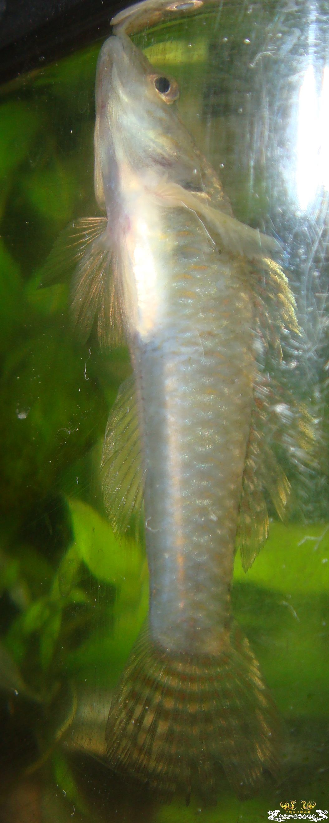是两种鱼吗？