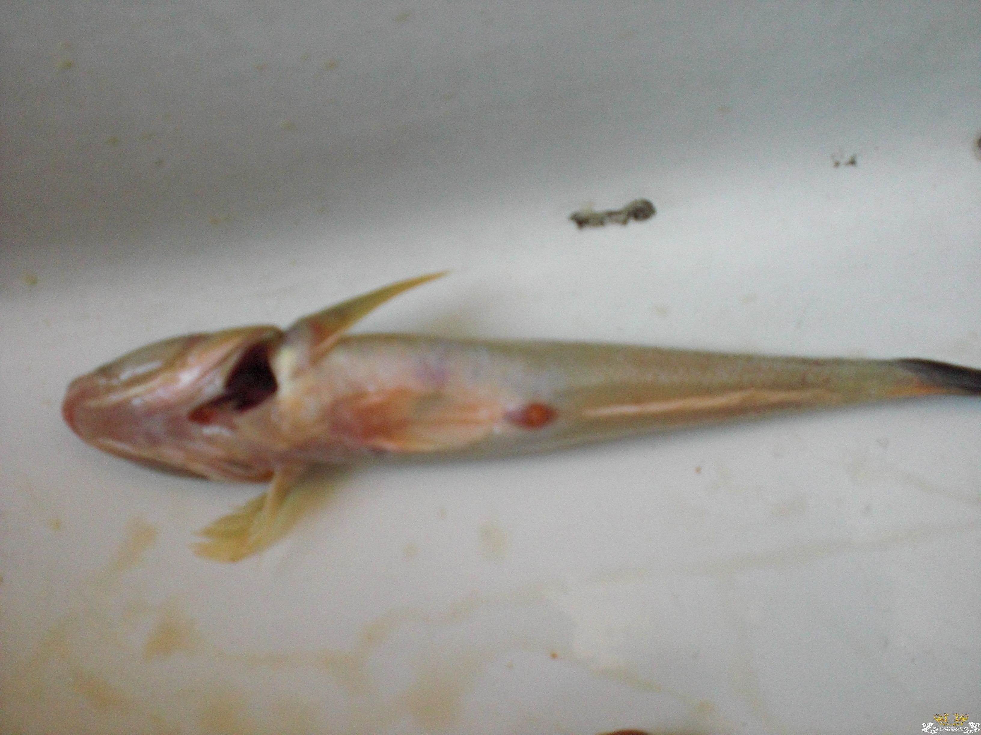 15厘米的什么虾虎