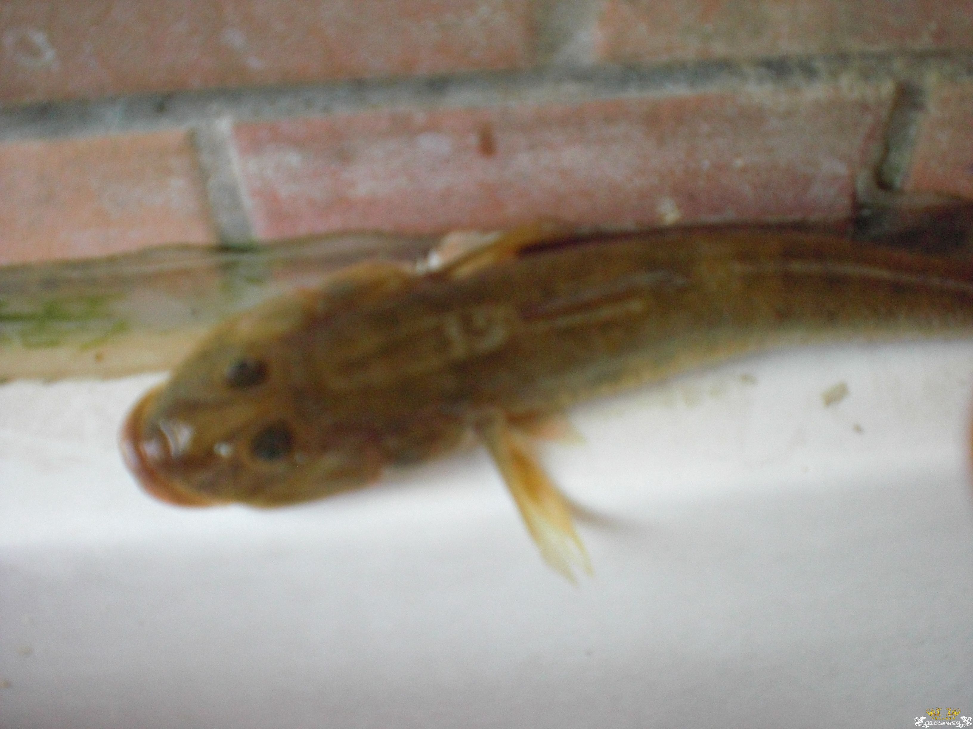 15厘米的什么虾虎