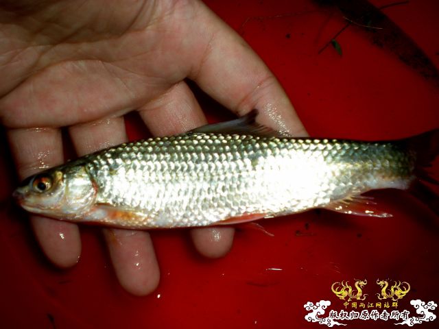 [讨论]求名：个人认为是赤眼鳟