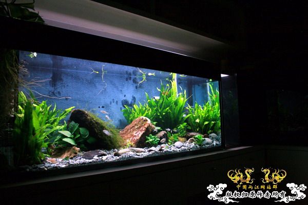 鰟鮍2号缸（已上图）
