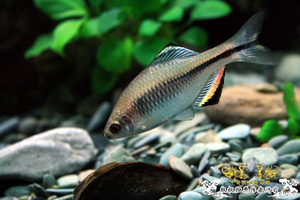 鰟鮍2号缸（已上图）