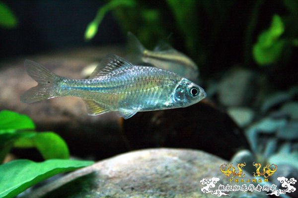 鰟鮍2号缸（已上图）