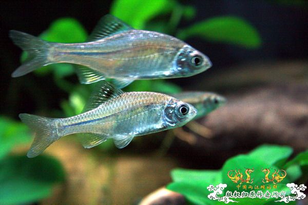 鰟鮍2号缸（已上图）